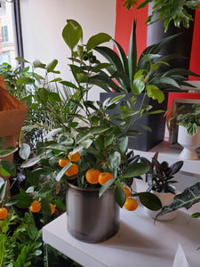 Calamondin orange (choose your pot)