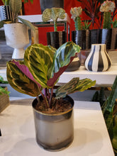 Load image into Gallery viewer, Calathea 6&quot; (choose your pot)