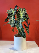 Load image into Gallery viewer, Alocasia Polly 6&quot; (choose your pot)