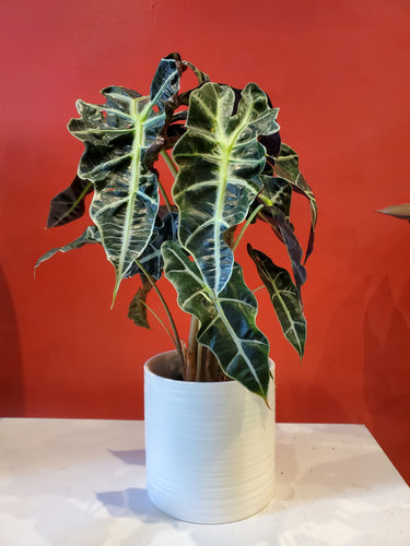 Alocasia Polly 6