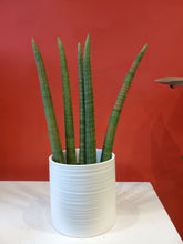 Load image into Gallery viewer, Cylindrical Sansevieria  6&quot; (choose your pot)
