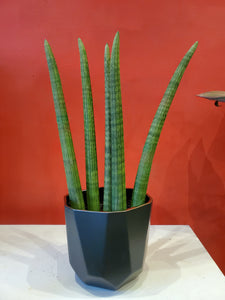 Cylindrical Sansevieria  6" (choose your pot)