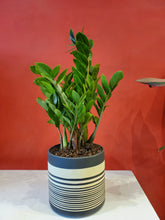 Load image into Gallery viewer, zz plant 6&quot; (choose your pot)