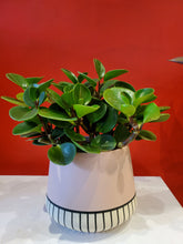 Load image into Gallery viewer, peperomia 6&quot; (choose your pot)