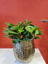 Load image into Gallery viewer, peperomia 6&quot; (choose your pot)