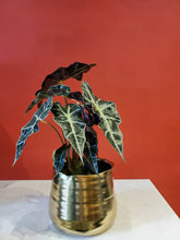 Load image into Gallery viewer, Alocasia Polly 6&quot; (choose your pot)