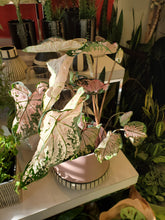 Load image into Gallery viewer, Caladium 6&quot; (choose your pot)