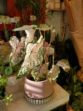 Load image into Gallery viewer, Caladium 6&quot; (choose your pot)