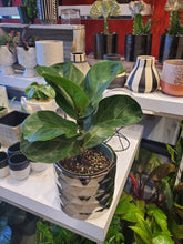 Load image into Gallery viewer, Fiddle leaf fig tree  6&quot; (choose your pot)