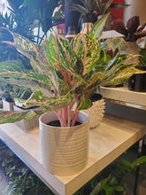 Load image into Gallery viewer, Aglaonema 6&quot; Sparkling Sarah- (choose your pot)