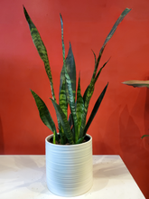 Load image into Gallery viewer, Snake Plant 6&quot; (choose your pot)