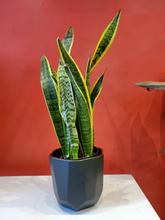 Load image into Gallery viewer, Snake Plant 6&quot; (choose your pot)