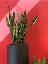 Load image into Gallery viewer, Snake plants/sansevieria 10&quot; / 14&quot;