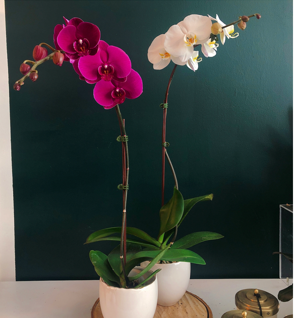 Large single orchid in evelyn pot