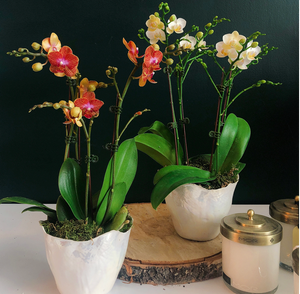Double mini orchids in shell pot